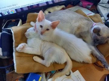 Wundersch?nes kleines Ragdolls-K?tzchen