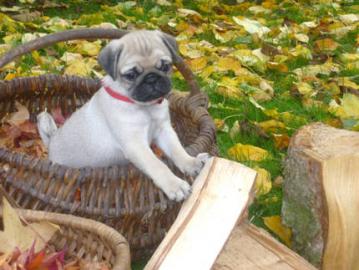 Reinrassige Mops Welpen in beige und sch