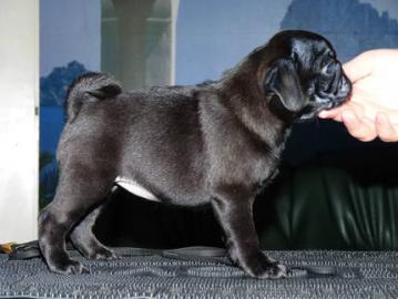 Reinrassige Mops Welpen in beige und sch