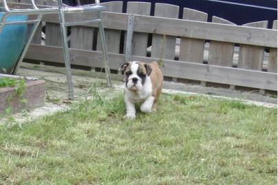 Englisch Bulldogge Welpen zu verkaufen