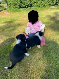 Sch?ne Border Collie welpen