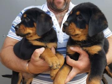 Rottweiler Welpen