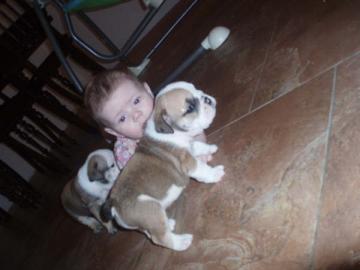 Sehr sch�ne Englische Bulldoggen Welpen