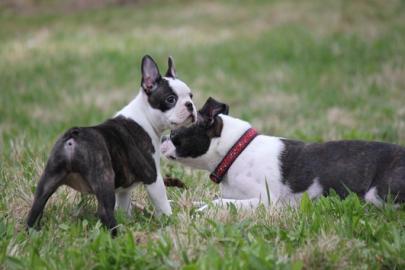 Boston Terrier Welpen