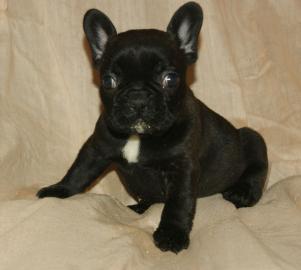 Franz�sische Bulldoggen Welpen mit Papie