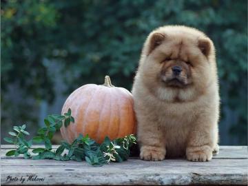 S??e Chow Chow Babys abzugeben!