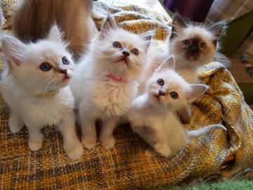Ragdoll K?tzchen Katzen
