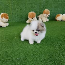 Teacup Pomeranian Welpen f�r Ihre Kinder
