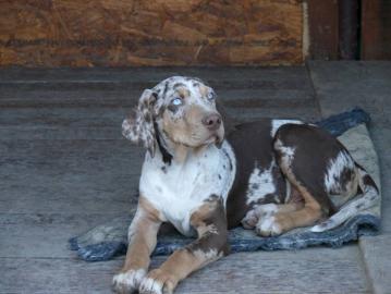 Louisiana Catahoula Leopard Dog mit Stam