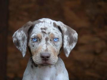 Louisiana Catahoula Leopard Dog mit Stam