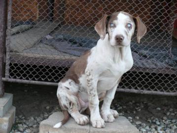 Louisiana Catahoula Leopard Dog mit Stam