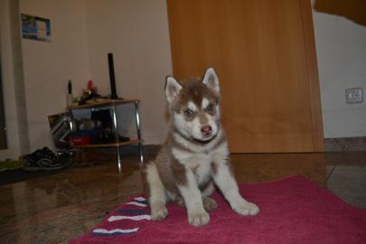 Siberian Husky mit blauen Augen f�r die