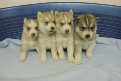 Siberian Husky mit blauen Augen f�r die