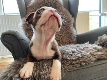 Boston Terrier Welpe in chocolate mit