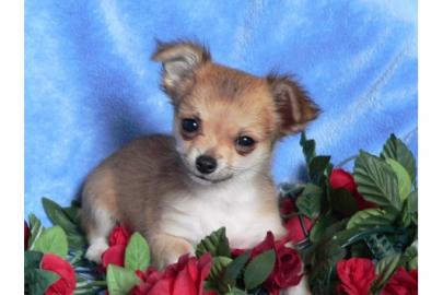 Super s��e mini chihuahua welpen mit pap