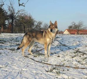 Tschechoslowakischer Wolfhund