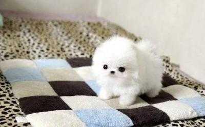 Sch�ne Teetasse Pomeranian Welpen