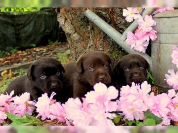 Labrador welpen