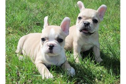Verkaufen Franz�sische Bulldogge