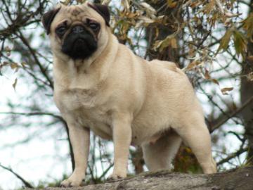 Mops Welpen zu verkaufen