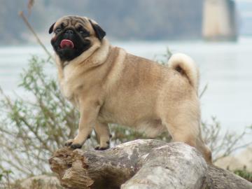 Mops Welpen zu verkaufen