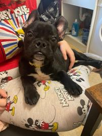 Franz?sische Bulldoggen Welpen