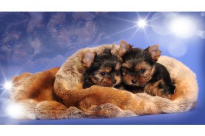 Yorkshire Terrier Welpen black & tan