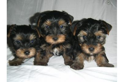 Yorkshire Terrier Welpen black & tan