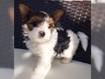 Mini Biewer Yorkshire Terrier Welpen