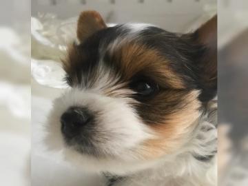 Mini Biewer Yorkshire Terrier Welpen