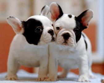 Reinrassige Franz?sische Bulldogge Welpe