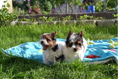 *Biewer Yorkshire Terrier Welpen