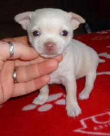 Chihuahua welpen suchen noch ! ! !