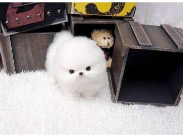 Pomeranien Welpen
