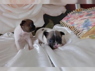 Franz�sische Bulldoggen Welpen