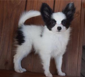 Beautiful Papillon puppies
