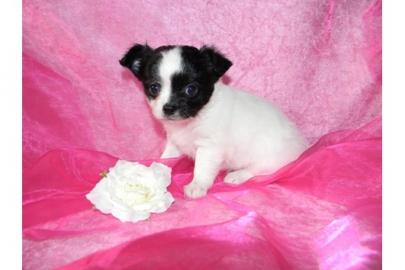 :))**!Typvolle `~~Mini XXYS Chihuahua in