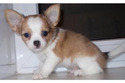 :))**!Typvolle `~~Mini XXYS Chihuahua in