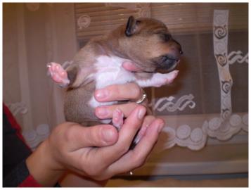 basenji welpen