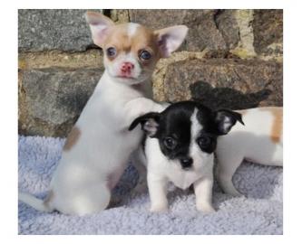 CHIHUAHUA Welpen ( VDH/FCI Papiere)