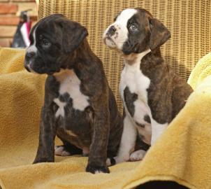 Boxer Welpen mit VDH