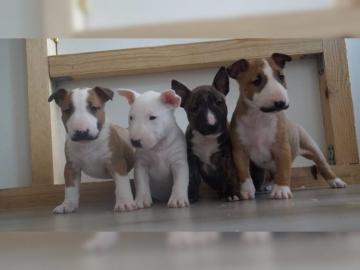 Miniatur Bullterrier Welpen aus VDH
