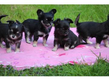 Chihuahua Welpen Langhaar reinrassig wha