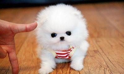 Reinrassige Zwergspitz / Pomeranian welp