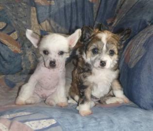Chinesischer Schopfhund mit Papiere