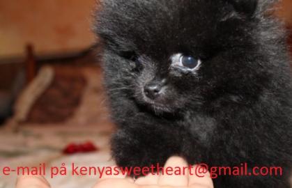 Weihnachten Pomeranian Spitz Welpen
