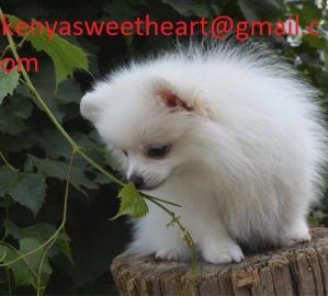 Weihnachten Pomeranian Spitz Welpen