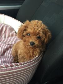 S��e Pudelwelpen verf�gbar.      500 EUR