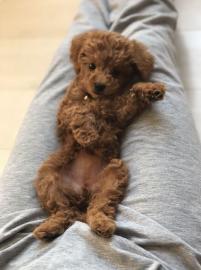 S��e Pudelwelpen verf�gbar.      500 EUR