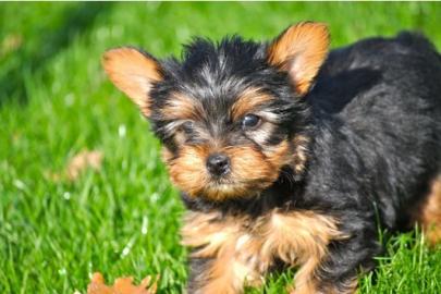 H�bsche  Yorkshire Terrier Welpen